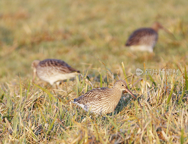 欧亚鹬（Numenius arquata）